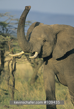 ELEPHANTS, AFRICAN: (Loxodonta africana)   Kenya, Masai Mara Reserve, African elephant sniffing the air with trunk.