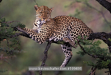 LEOPARD: (Panthera pardus)  Kenya, Masai Mara Reserve, Adult female resting in acacia tree.
