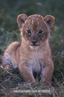 LION, AFRICAN: (Panthera leo) Kenya, Masai Mara Reserve, Portrait of a six-week-old lion cub.