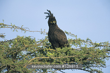 EAGLE: (Spizaetus occipitalis) Long-crested resting on branch in Masai Mara Reserve, Kenya