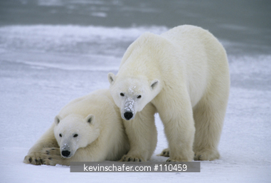 BEAR, POLAR: (Ursus maritimus) Mother and cubs, Churchill, Hudson Bay, Manitoba, Canada.