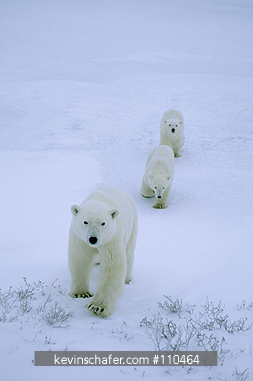 POLAR BEAR: (Ursus maritimus)  Canada, manitoba, Churchill area, Female with the young of the year.