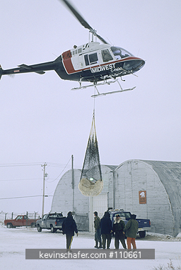 CANADA, MANITOBA: Problem Polar Bears being airlifted out of town by helicopter, Churchill area.