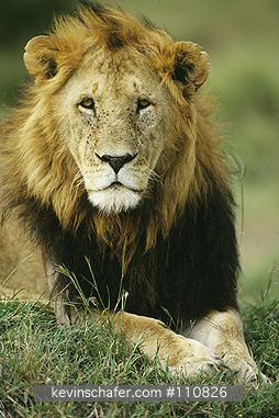 LION, AFRICAN: (Panthera leo)  Kenya, Masai Mara Reserve, Portrait of an adult male lion.