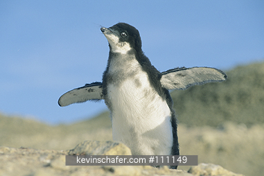 PENGUINS, ADELIE: Adelie Penguin chick (Pygoscelis adeliae) Getting ready to fledge, Seymour Island, Weddell Sea, Antarctica