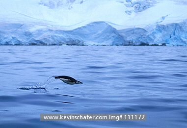 PENGUIN, CHINSTRAP: (Pygoscelis antarctica)  Antarctica, South Orkney Islands, Chinstrap penguin porpoising in the sea.