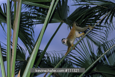 MONKEY, CENTRAL AMERICAN SQUIRREL: (Saimiri oerstedii citrinellus) endangered, also known as Red-Backed, Manuel Antonio National Park, Costa Rica.