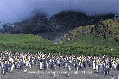 PENGUIN, KING: (Aptenodytes patagonicus)  Sub-Antarctic, South Georgia Island, Gold Harbor, Colony of king penguins.