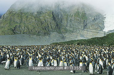 KING PENGUIN: King Penguins (Aptenodytes patagonicus) colony, Gold Harbor, South Georgia Island, sub-Antarctic.