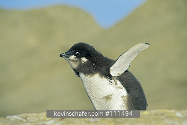 ADELIE PENGUIN: Adelie Penguins (Pygoscelis adeliae) fledgling Seymour Island, Weddell Sea, Antarctica