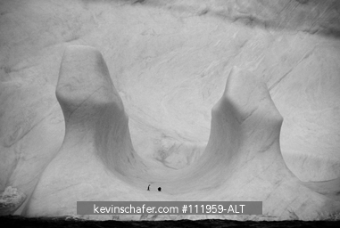 PENGUINS, CHINSTRAP: (Pygoscelis antarctica) On iceberg, Elephant Island, Antarctica.