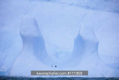 PENGUINS, CHINSTRAP: (Pygoscelis antarctica) On iceberg, Elephant Island, Antarctica.