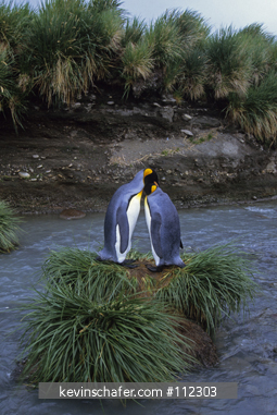PENGUINS, KING: (Aptenodytes patagonicus) courting pair, Salisbury Plain, South Georgia Island.
