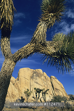 USA, CALIFORNIA: Joshua Trees (Yucca brevifolia) and granite outcrop, popular rock climbing area of Joshua Tree National Park, California.