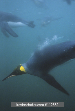 PENGUINS, KING: (Aptenodytes patagonicus) Underwater, Right Whale Bay, South Georgia Island, sub-Antarctica.