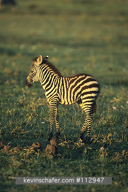 ZEBRA, BURCHELL S: (Equus burchelli)  Kenya, Masai Mara Reserve, New born zebra.