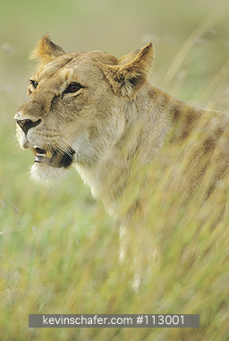 LION,  AFRICAN: (Panthera leo)  Kenya, Masai Mara Reserve, Portrait of an adult female lion in the tall grasses.