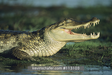 CAIMAN, SPECTACLED: (Caiman crocodilus) 
Costa Rica, Cano Negro Reserve, Spectacled caiman on banks of river.