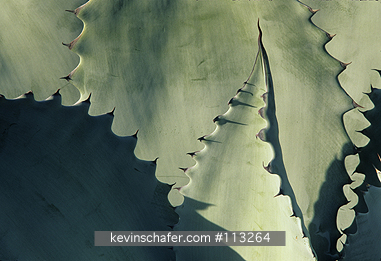 CACTUS, AGAVE: (Agave colorata)  Mexico Sonora area, Close-up of an agave.