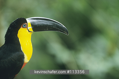 TOUCAN, CHANNEL-BILLED: (Ramphastos vitellinus)
Brazil, Minas Gerais, Atlantic Forest, Caratinga Reserve, Channel-billed toucan at rest.