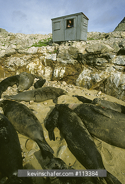SEAL, NORTHERN ELEPHANT: (Mirounga angustirostris) Southeast Farallon Islands, California Researcher Jack Swenson observes seal colony
