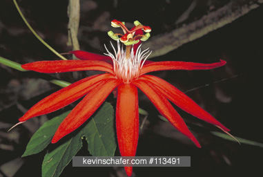 FLOWER, PASSION: (Passiflora vitifolia) Costa Rica, Close-up of Passion flower, found throughout Central and South America.