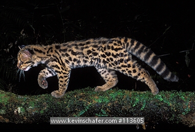 MARGAY: (Leopardus wiedii) Walking on jungle vine, Iguacu National Park, Parana, Southeast Brazil.