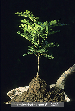 TREE: Pau-Brasil or Pernambuco (Caesalpinea echinata) seedling, important lumber tree, Atlantic Forest.