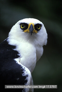 EAGLE: (Espizaetus melanoleucus) Portrait of Black and White Hawk, Atlantic Forest, Southeast Brazil  CAPTIVE ANIMAL