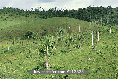 BRAZIL: Brazil, Bahia State, deforestation of Atlantic Forest, Una area, Piacaba palm (Attalea funifera), native.