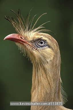 SERIEMA, Red-legged: (Cariama cristata)  Brazil, Serra da Canastra National Park, Portrait of a red-legged seriema.
