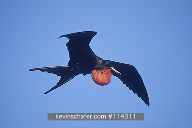 FRIGATEBIRD, MAGNIFICENT: (Fregata magnificens) 
Honduras, Male magnificent frigatebird in flight.