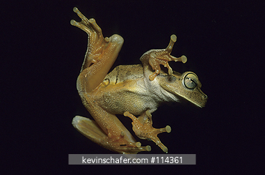 FROG, TREE: (Hyla sp.) Una area, Bahia, E. Brazil, Atlantic Forest.