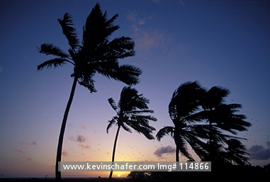HONDURAS: Honduras, Caribbean coast, Frigatebirds soar over nesting colony on unnamed island at sunrise.