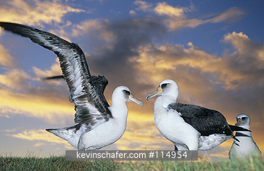 ALBATROSS, LAYSAN: Laysan Albatross (Phoebastria immutabilis) Midway Atoll, NW Hawaiian Islands, Courtship dance, Sunset