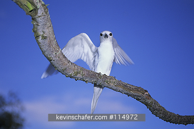 WHITE TERNS: White Tern, (Gygis alba), Midway Atoll, NE Hawaiian Island.