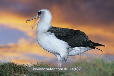 ALBATROSS, LAYSAN: (Diomedea immutabilis)  USA, NW Hawaiian Islands, Midway Atoll, Laysan albatross at sunset.