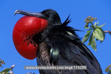 FRIGATEBIRD, GREAT: (Fregata minor)  USA, NW Hawaiian Islands, Midway Atoll, Displaying male great frigatebird.