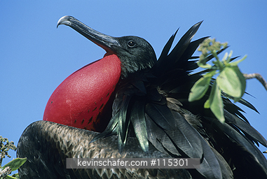 FRIGATEBIRD, GREAT: Great Frigatebird (Fregata minor) Displaying Male, Midway Atoll, NW Hawaiian Islands