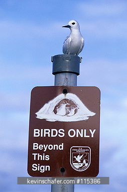 TERN, WHITE (Fairy): (Gygis alba)  USA, NW Hawaiian Islands, Midway Atoll, White tern on refuge sign.