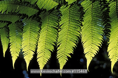COLOMBIA: Colombia, Narino  Dept., La Planada Reserve at 1850 meters, Tree fern leaves in cloud forest.