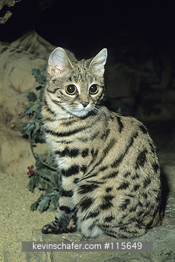 CAT, BLACK-FOOTED: (Felis nigripes) Portrait of a captive black-footed cat, found in southwestern Africa.