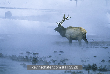 ELK: (Cervus elaphus)  USA, Wyoming, Yellowstone National Park, Bull elk feeding in thermal stream in the winter.