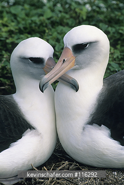  ALBATROSS, LAYSAN: (Diomedea immutabilis) USA, NW Hawaiian Islands, Midway Atoll, Nesting pair of laysan albatrosses. \