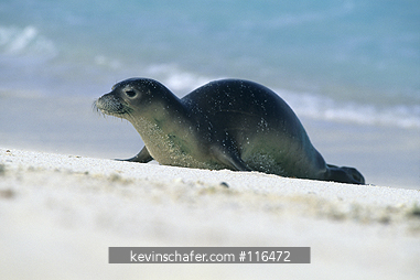 SEAL, HAWAIIAN MONK: (Monachus schauislandi) Midway Atoll, NW Hawaiian Islands, Endangered.