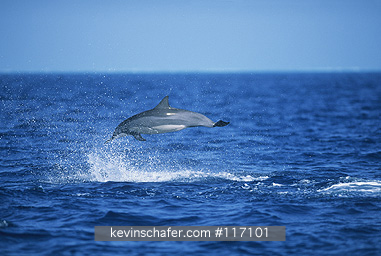 DOLPHIN, SPINNER: (Stenella longirostris)  USA, NW Hawaiian Islands, Midway Atoll, Hawaiian race of Spinner dolphins.