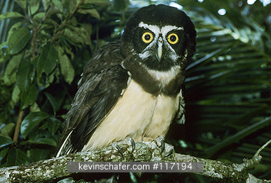 OWL, SPECTACLED: (Pulsatrix perspicllata)  Costa Rica, Portrait of a spectacled owl.  CAPTIVE ANIMAL