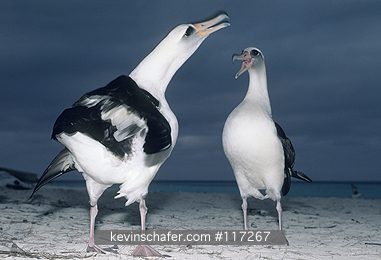 ALBATROSS, LAYSAN: (Diomedea immutabilis) USA, NW Hawaiian Islands, Midway Atoll, Courtship of two laysan albatrosses.
