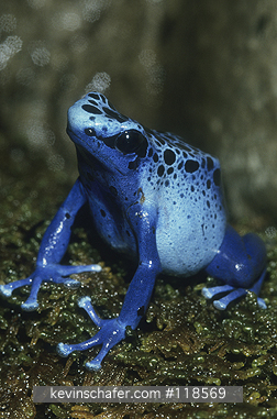 FROG, POISON DART: (Dendrobates azurens)  Surinam, Portrait of a poison dart frog.