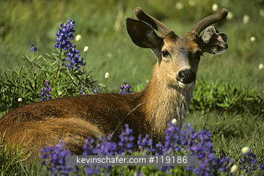 DEER, BLACK-TAILED: (Odocoileus hemionus columbianus) USA, Washington, Olympic National Park, Hurricane Ridge, Black-tailed deer resting in field.